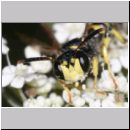 Cerceris arenaria - Sandknotenwespe m01e 12mm Teverener Heide.jpg